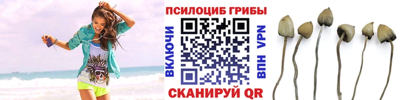 Галлюциногенные грибы Psilocybe купить закладку Тетюши